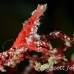 crab_xeno_jj_kb_h_0101_png0181.jpg